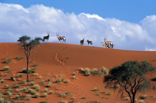 namibia-dune