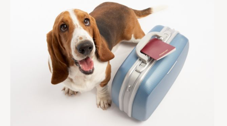 https://www.iviaggidigiorgio.it/wp-content/uploads/2019/01/viaggio-animali-domestici-768x426.png