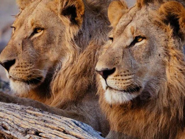 BOTSWANA IN CAMPO TENDATO MOBILE CON DELTA DELL’OKAVANGO E CASCATE VITTORIA