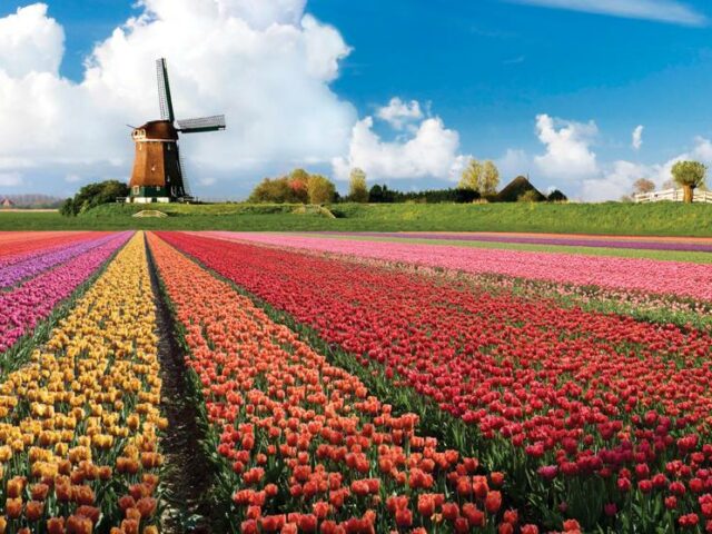 OLANDA  –  NELLA FIORITURA DEI TULIPANI