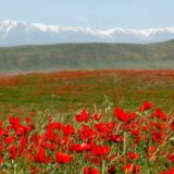 Kazakhistan-tulipani-2