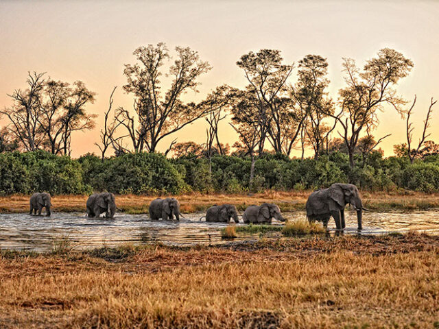 Viaggio in Botswana: da Kasane a Maun