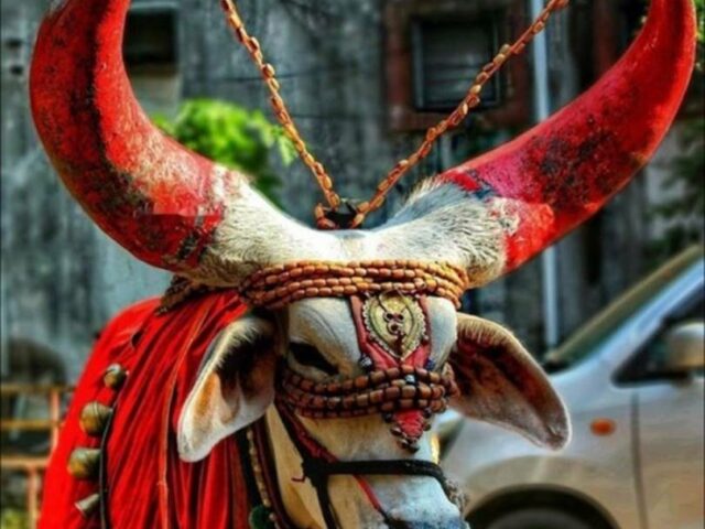 INDIA DEL SUD – LA FESTA DEL PONGAL