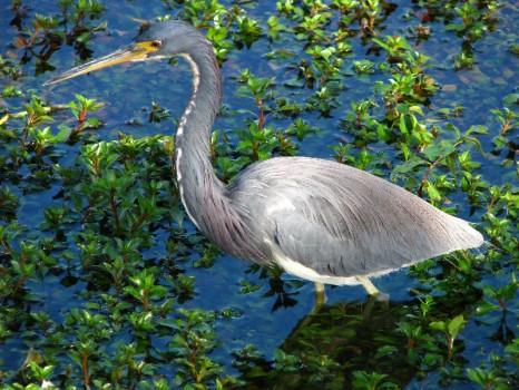 Everglades-National-Park-Homestead-FL-064