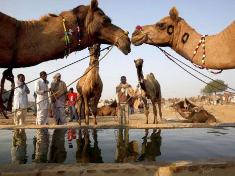 Pushkar-Camel-Fair-HT
